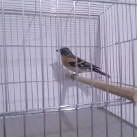 سهره گاوی جنگلی سبز و زرد|پرنده|تاکستان, |دیوار