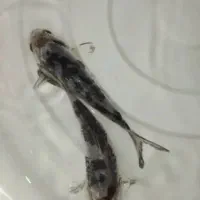 ماهی کوی|ماهی|اصفهان, برازنده|دیوار