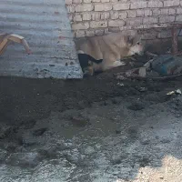 اسب آرام و سگ ادمی