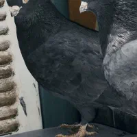 کبوتر زاغ نوک ریز اصل