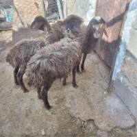 بره|حیوانات مزرعه|چرداول, |دیوار