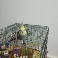 عروس هلندی نر1سالونیمه کارداده مست مست|پرنده|قم, انصارالحسین|دیوار