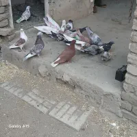 کفتر