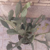 گل کاکتوس|گل و گیاه طبیعی|شاهینشهر, بنیاد ازدواج|دیوار