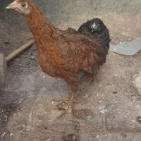 مرغ کوشین و جوجه رسمی|حیوانات مزرعه|ساوه, |دیوار