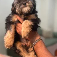 واگذاری شیتزو عروسکی|سگ|کرج, گوهردشت|دیوار