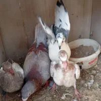 کقتر|پرنده|تربت‌حیدریه, پائین ولایت|دیوار