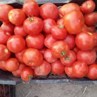 گوجه . بادمجان  آب چاه موتور