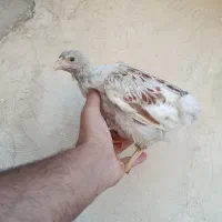 یک ست مرغ و خروس ویاندوت اورنج نیمچه|حیوانات مزرعه|تهران, مشیریه|دیوار