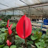 گل آنتریوم عمده