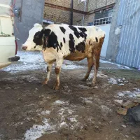 گاو شیری ۲راس