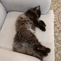 گربه پرشین نر