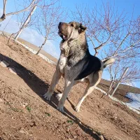 سگ پژدر اصیل
