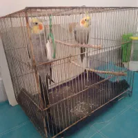 یک جفت عروس هلندی