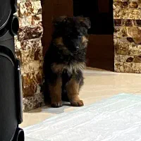 ژرمن شپرد شولاین اصل|سگ|اردبیل, |دیوار