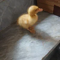 جوجه اردک 20روزه.قیمت توافقی
