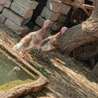 تخم بوقلمون نطفه دار سه رنگ مختلف