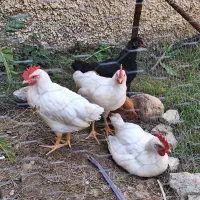 مرغ و خروس