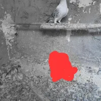 ماده شامی کرمونی فروشی