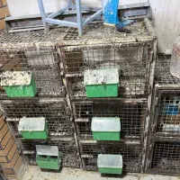 قفس جوفتی|لوازم جانبی حیوانات|شیراز, گویم|دیوار