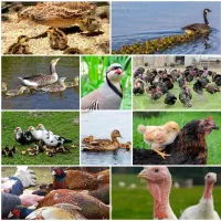 جوجه غاز بوقلمون بیوتی وبرنز