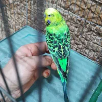 مرغ عشق نر|پرنده|قرچک, میرزائی جنوبی|دیوار