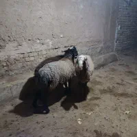 بره نر