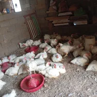 مرغ گوشتی