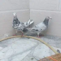 کفتر سار نر ماده