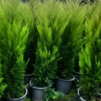 فروش نهال مرکبات باردار و غیرباردار نهال سیاه ریشه|خدمات باغبانی و درختکاری|قائم‌شهر, |دیوار