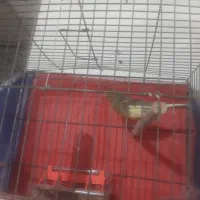 دوعدد قناری نر بخوان سالم ابهر|پرنده|ابهر, |دیوار