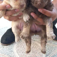 توله سگ پاکوتاه