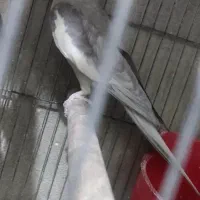 فروش عروس هلندی نر آماده کارداده|پرنده|ارومیه, |دیوار