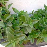 گل طبیعی|گل و گیاه طبیعی|قوچان, |دیوار