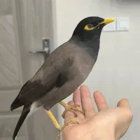 مرغ مینا سخنگو رو در رو