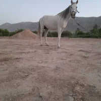 اسب نریون ۸سال
