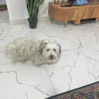 سگ شیتزو تریر