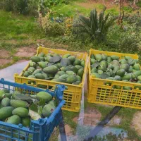 میوه فوجی تازه خوش طعم ،کیلویی ۱۰۰ تمن|خوردنی و آشامیدنی|رشت, بوسار|دیوار