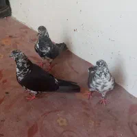 کبوتر ساعت سنگین