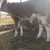 گوساله قرمز نر|حیوانات مزرعه|گمیشان, |دیوار