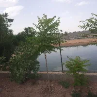 پلاک-زمین-باغی-470-متر-با-آب-و-برق-سهمیه