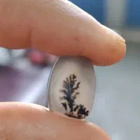 شجر تک درخت