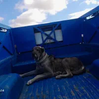 .سگ گمشده ماده مژدگانی