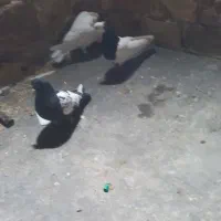 کبوتر گرفتنی