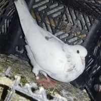 چند عدد تکپر|پرنده|آزادشهر, |دیوار