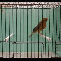 قناری نر قرص|پرنده|رودهن, |دیوار