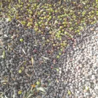 زیتون روغنی میخوام