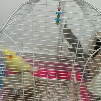 عروس هلندی ماده