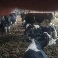 گاو شیری درجه یک