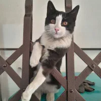 آکاردئونی وجوشکاری سیار|خدمات پیشه و مهارت|اندیشه, اندیشه فاز ۱|دیوار